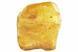 Detailed Fossil Fly (Dolichopodidae) In Baltic Amber #234491-1